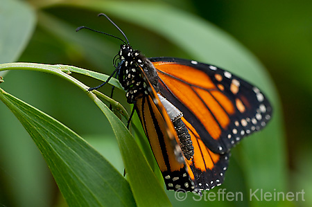 116 Monarch - Danaus plexxipus